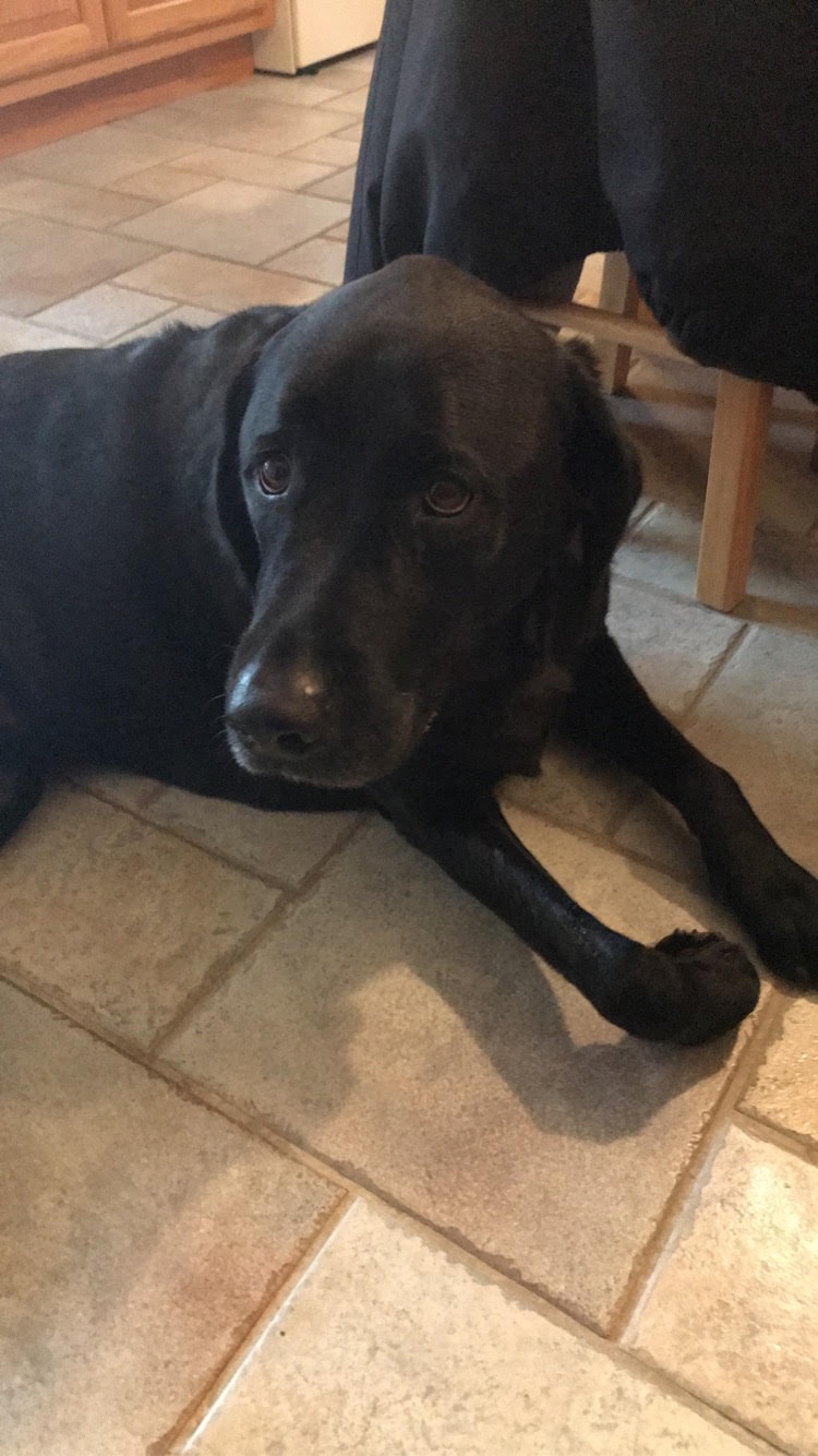 Black Labrador